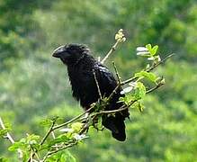 Smooth-billed Ani