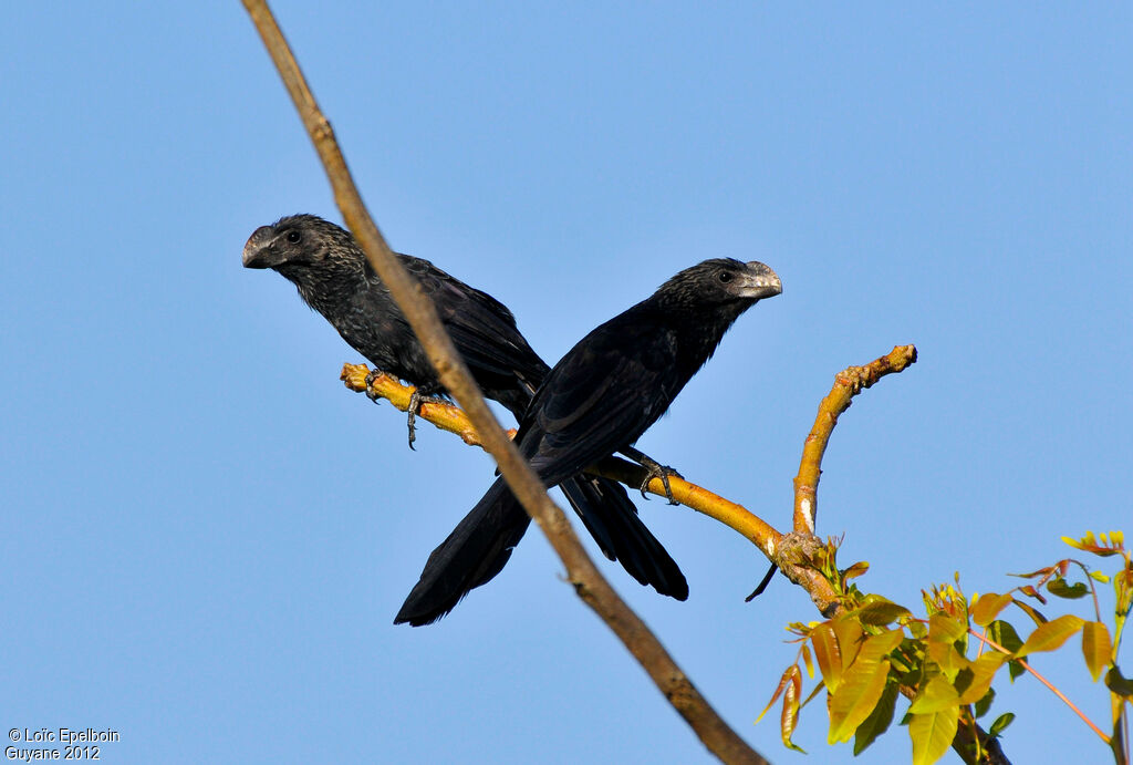 Smooth-billed Ani