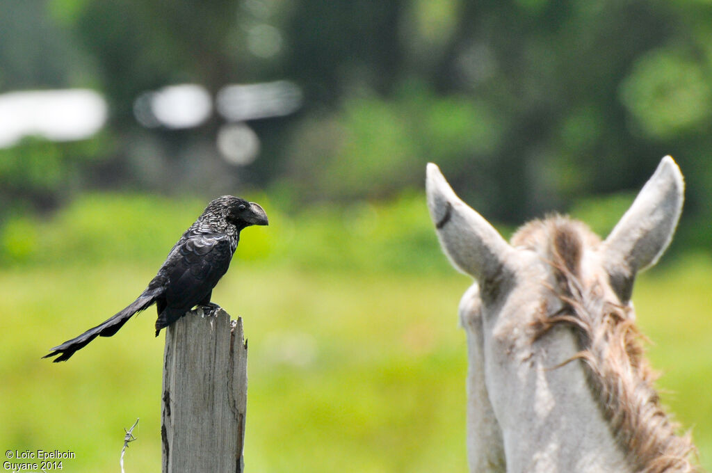 Smooth-billed Ani