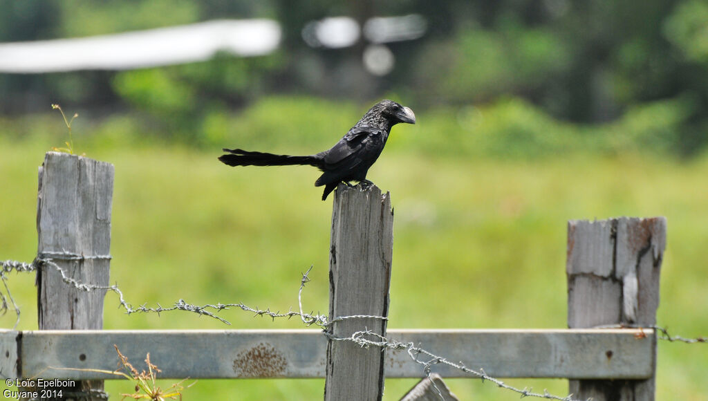 Smooth-billed Ani