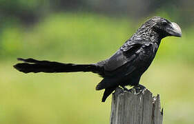 Smooth-billed Ani