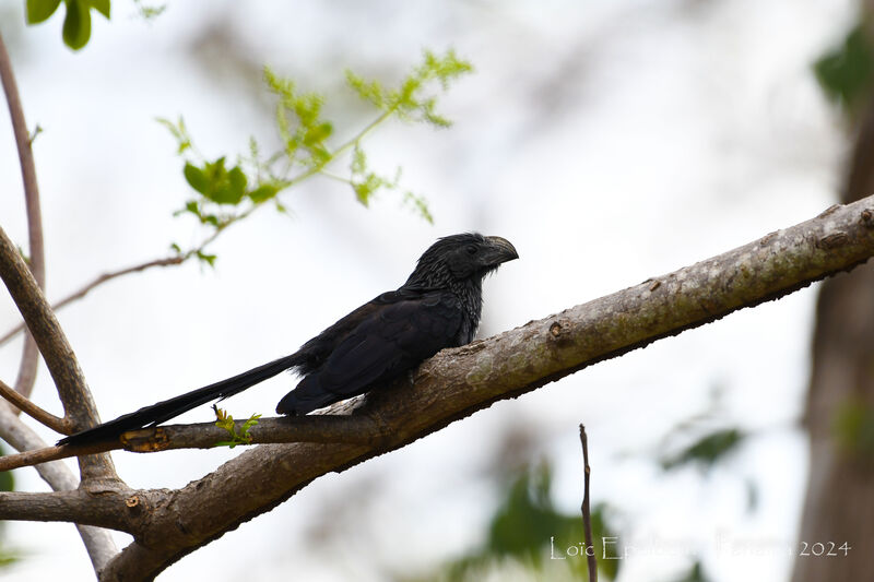 Smooth-billed Ani