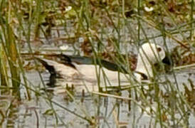 Cotton Pygmy Goose