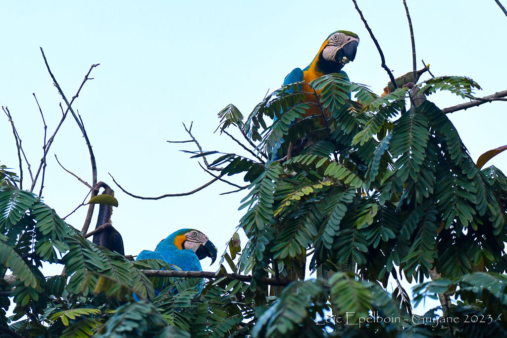 Blue-and-yellow Macaw