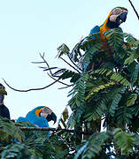 Blue-and-yellow Macaw