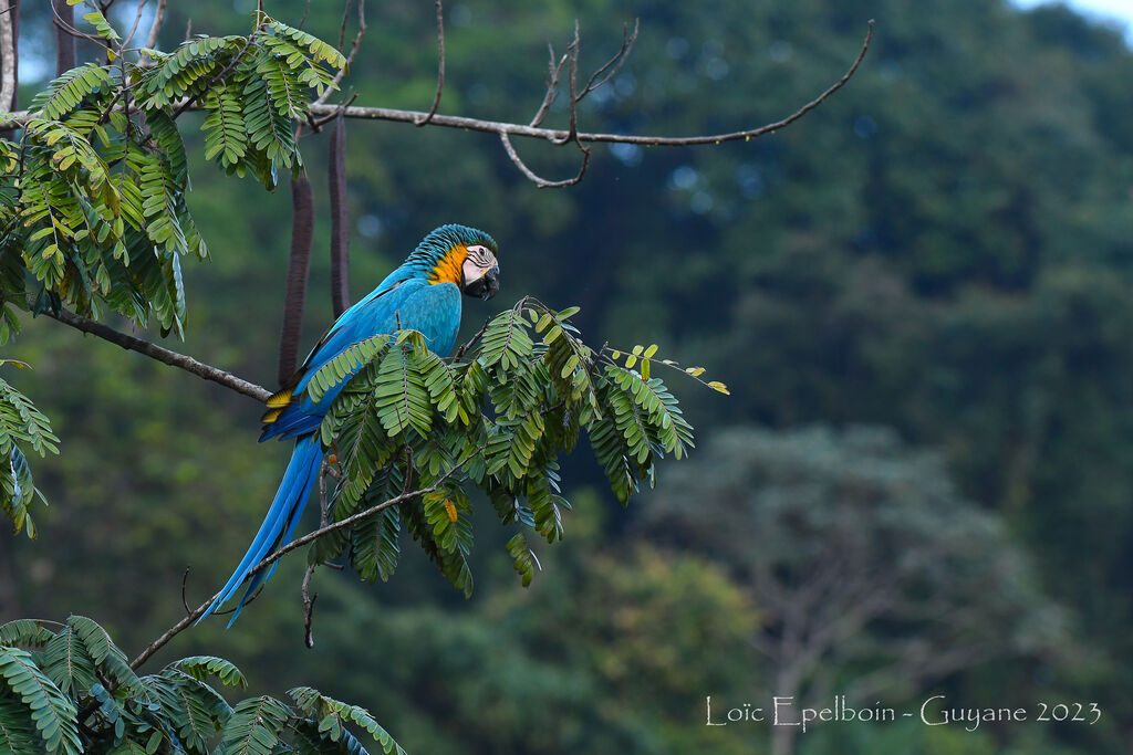 Blue-and-yellow Macaw