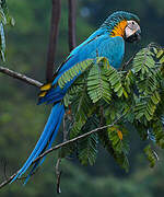 Blue-and-yellow Macaw