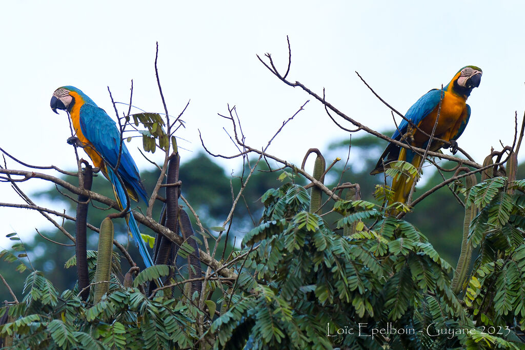 Blue-and-yellow Macaw