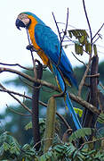 Blue-and-yellow Macaw