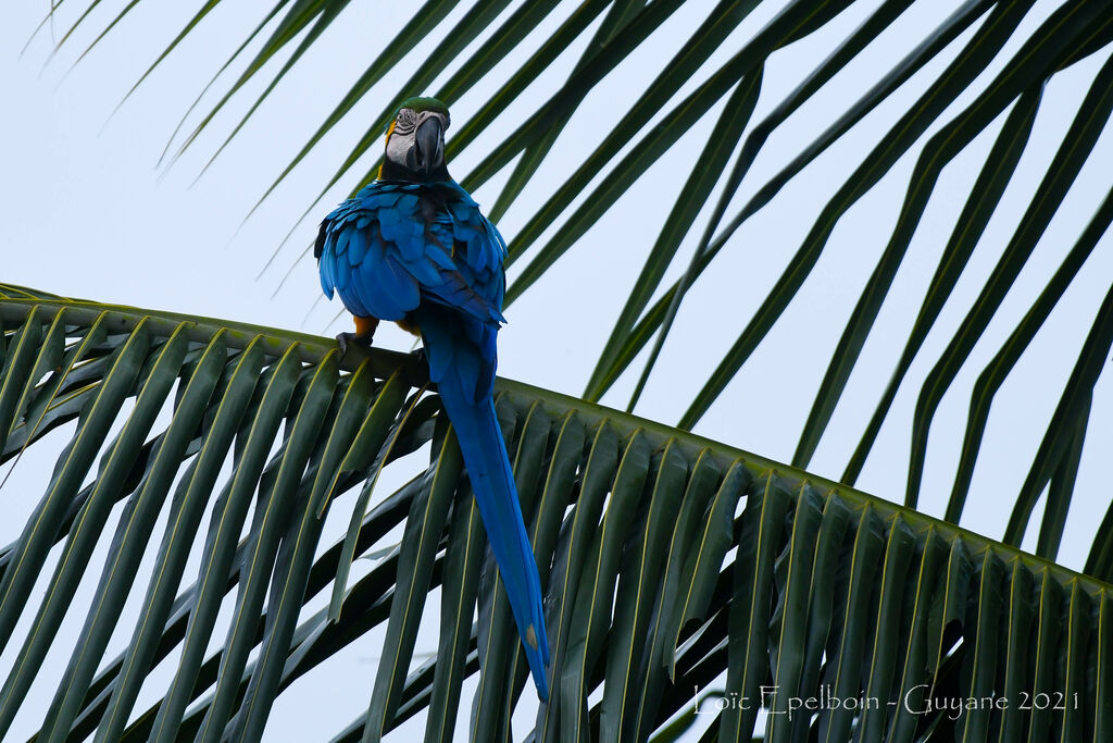 Blue-and-yellow Macaw