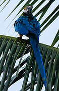 Blue-and-yellow Macaw