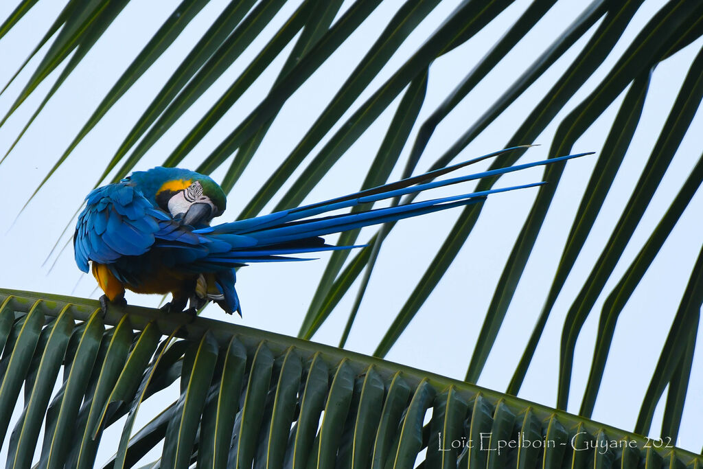 Blue-and-yellow Macaw