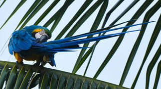 Blue-and-yellow Macaw