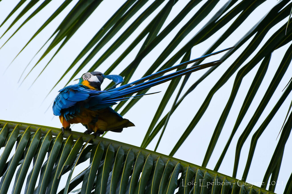 Blue-and-yellow Macaw