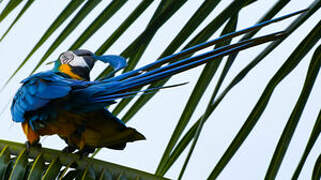 Blue-and-yellow Macaw