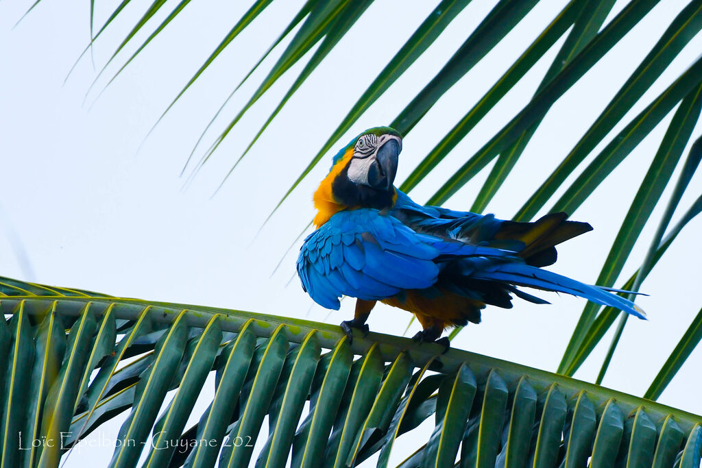 Blue-and-yellow Macaw