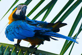 Blue-and-yellow Macaw