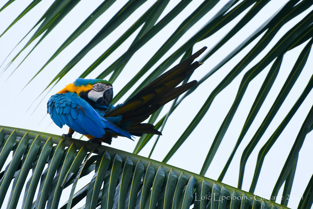 Blue-and-yellow Macaw