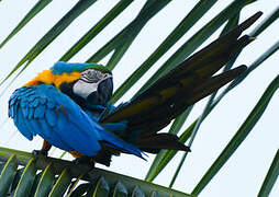 Blue-and-yellow Macaw