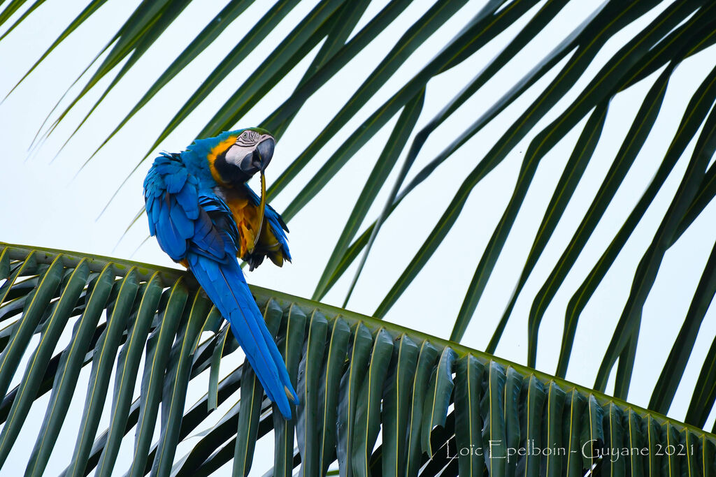 Blue-and-yellow Macaw