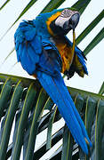 Blue-and-yellow Macaw