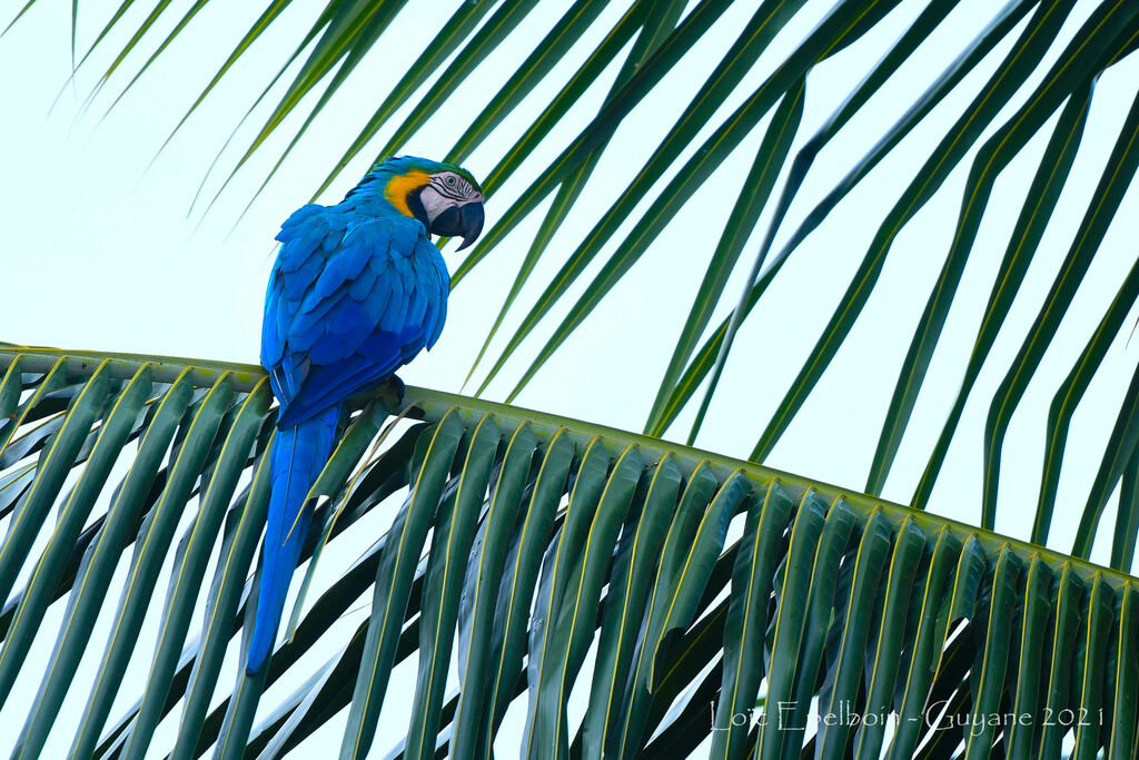 Blue-and-yellow Macaw