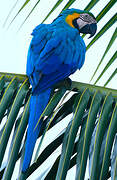 Blue-and-yellow Macaw