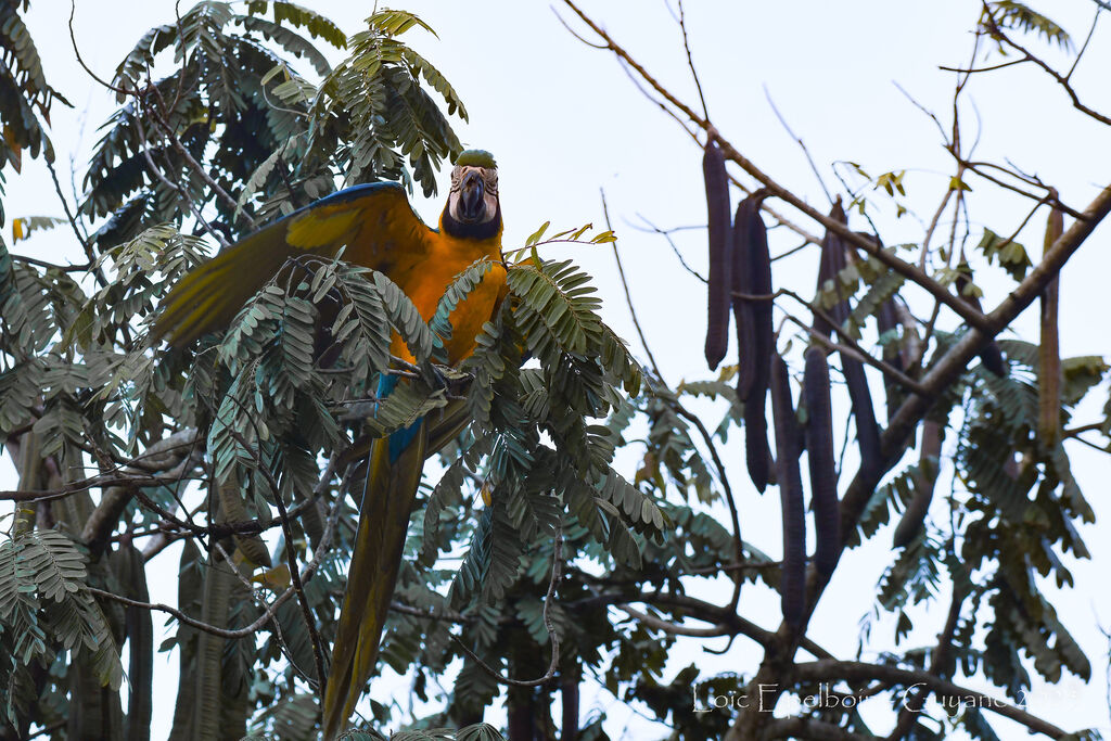 Blue-and-yellow Macaw