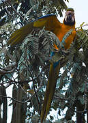 Blue-and-yellow Macaw