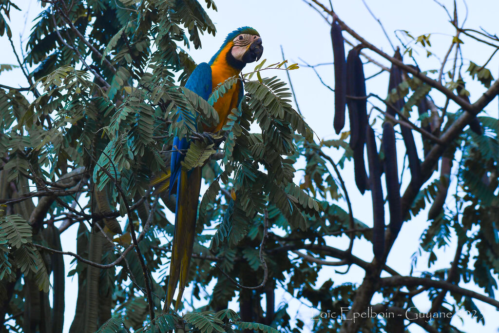 Blue-and-yellow Macaw