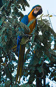 Blue-and-yellow Macaw