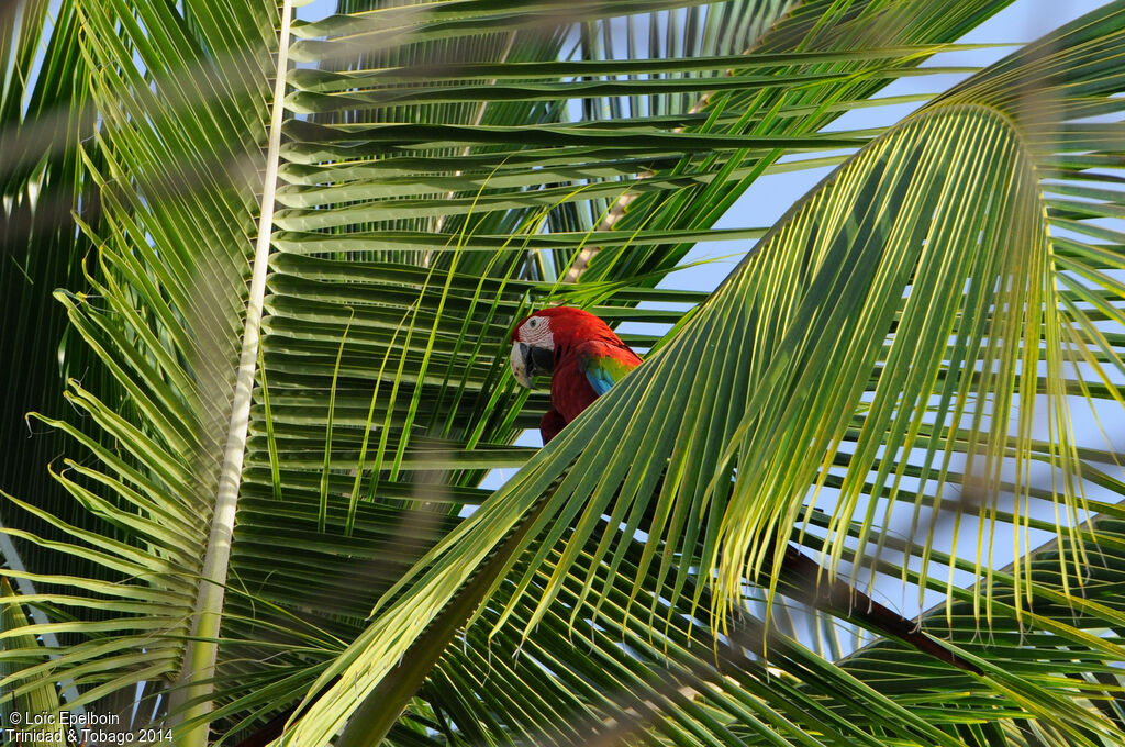 Red-and-green Macaw