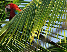 Red-and-green Macaw