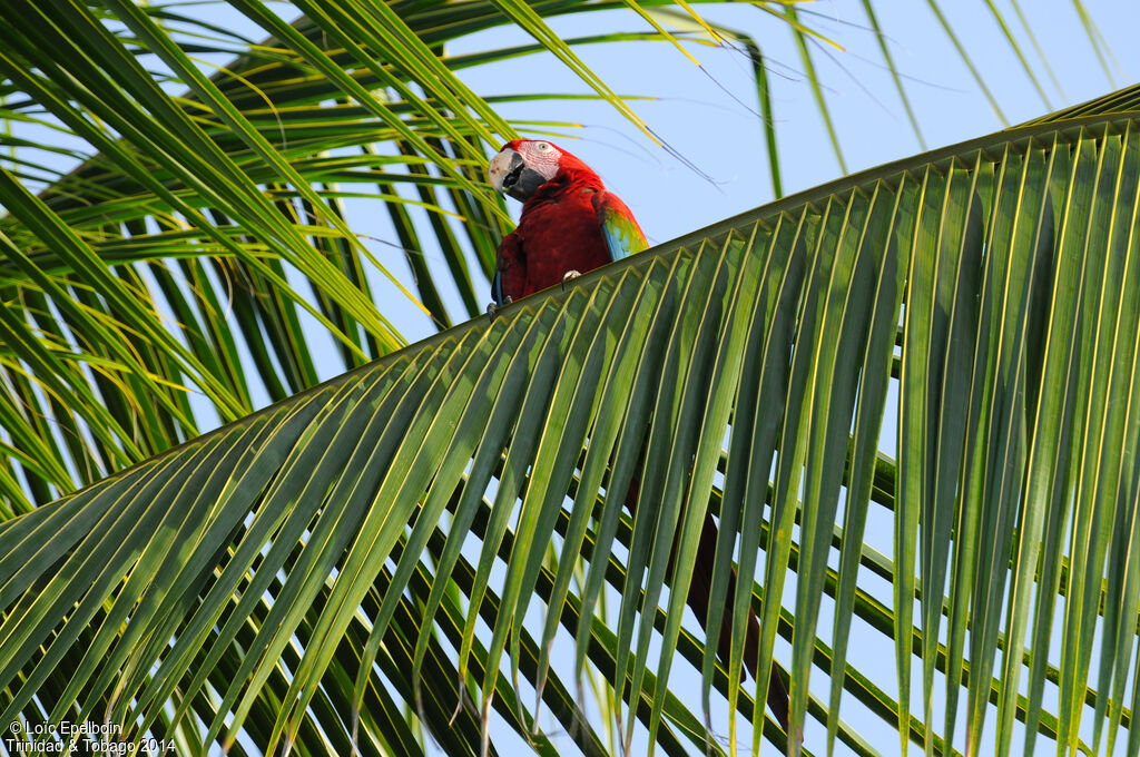 Red-and-green Macaw