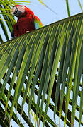 Red-and-green Macaw