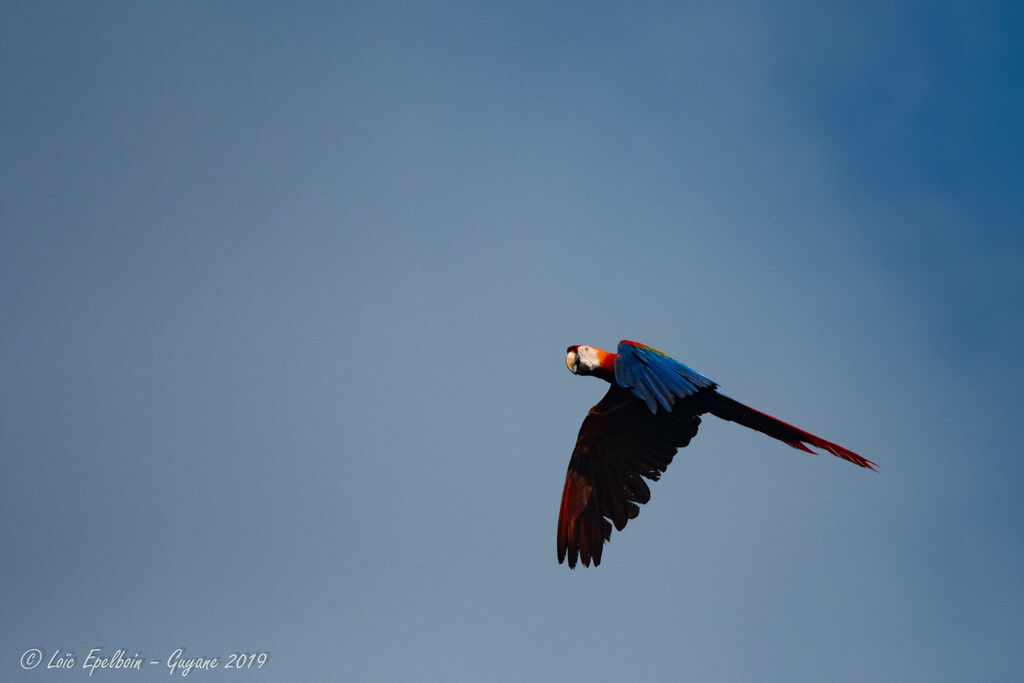 Red-and-green Macaw