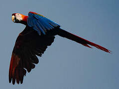 Red-and-green Macaw