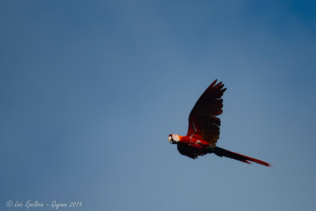 Red-and-green Macaw