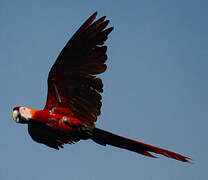 Red-and-green Macaw