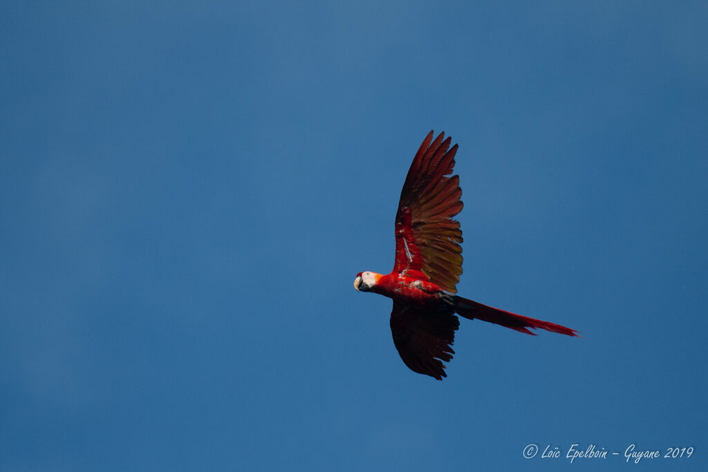 Red-and-green Macaw