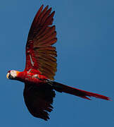 Red-and-green Macaw