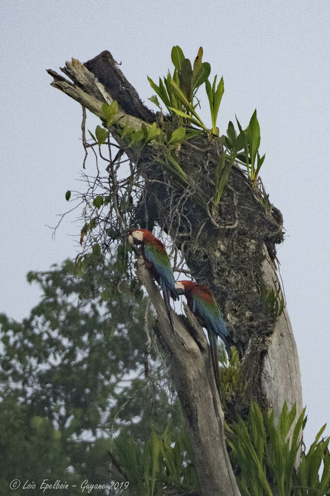 Ara chloroptère