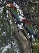 Red-and-green Macaw