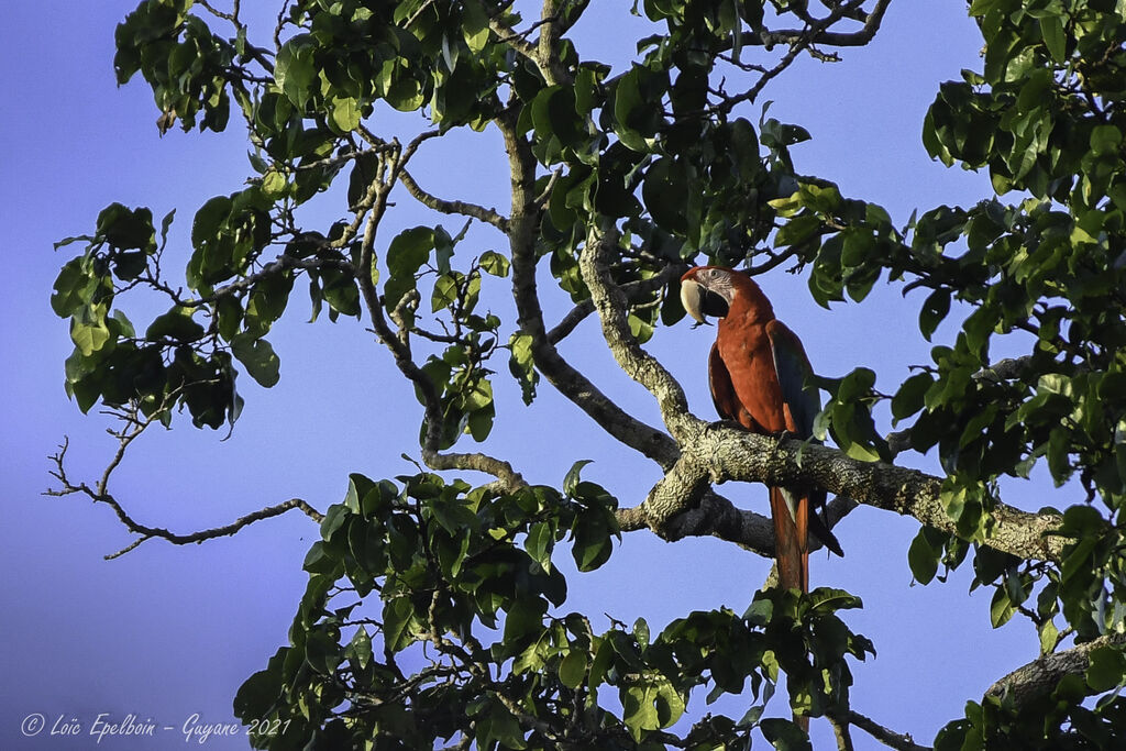 Red-and-green Macaw