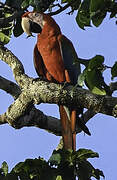 Red-and-green Macaw