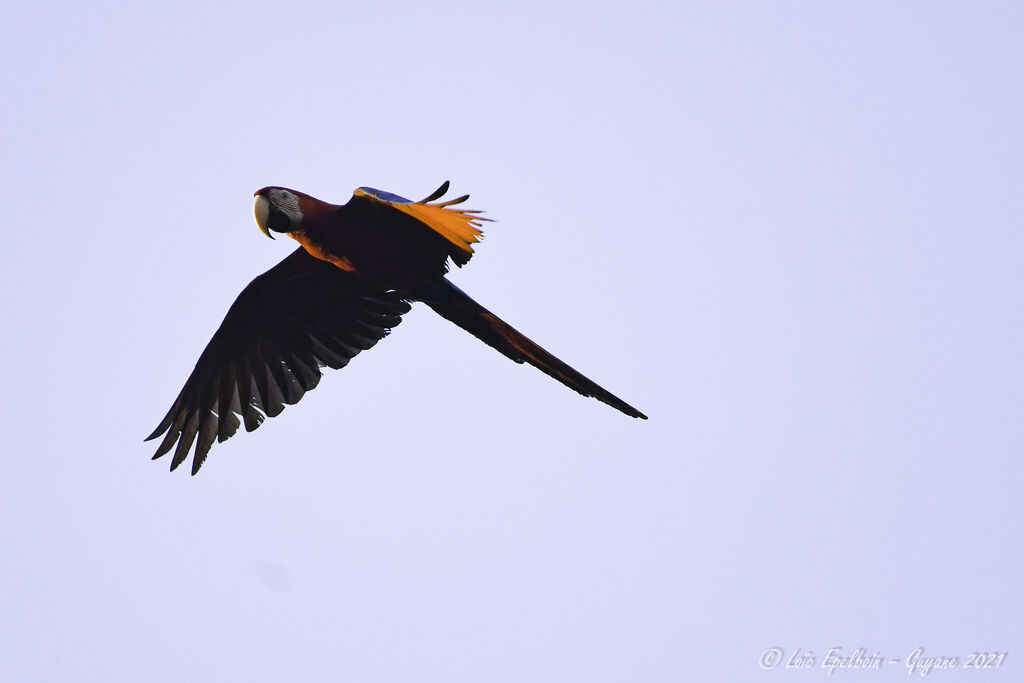 Red-and-green Macaw