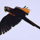 Ara chloroptère