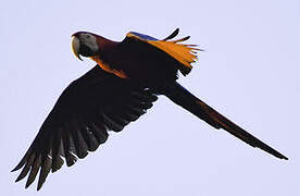 Red-and-green Macaw