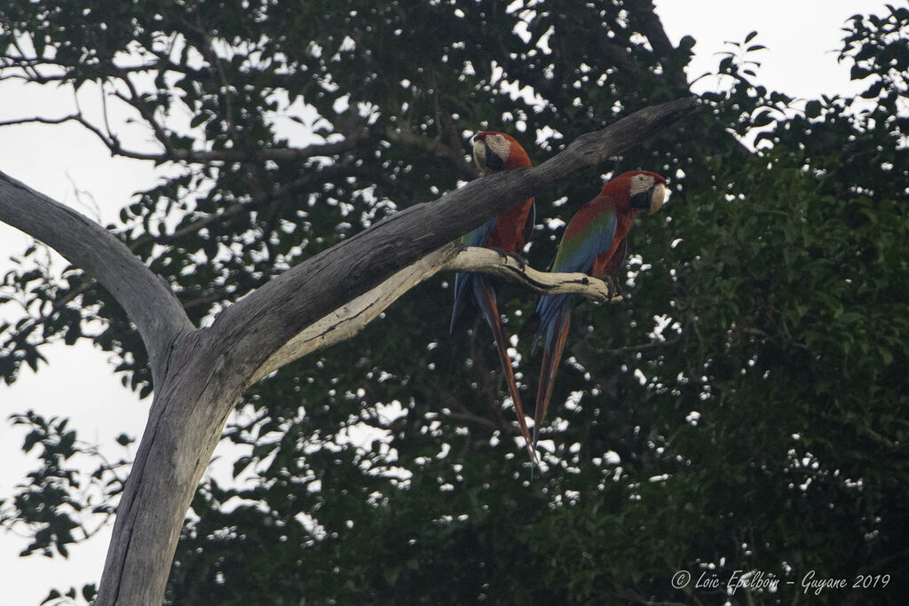 Red-and-green Macaw