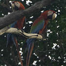 Ara chloroptère